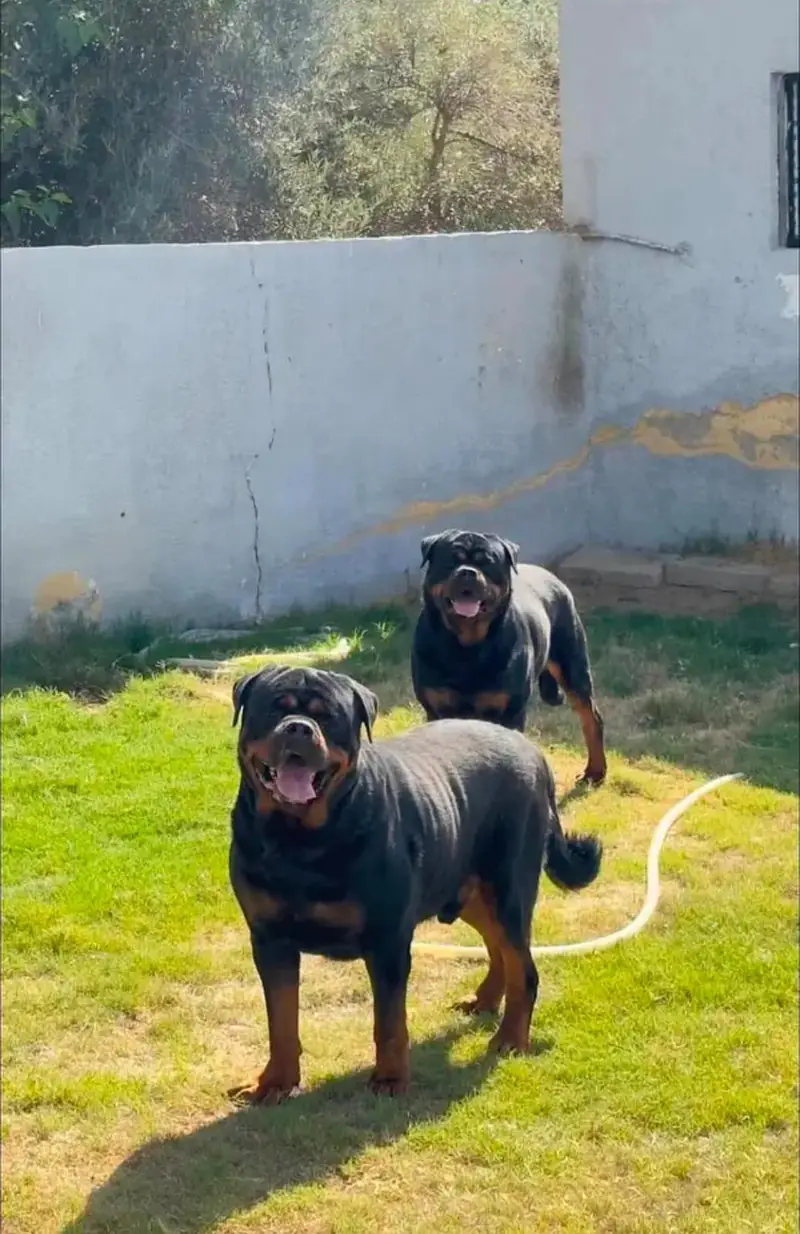 pair available all Pakistan cargo available whstapp rabta kry — photo 2