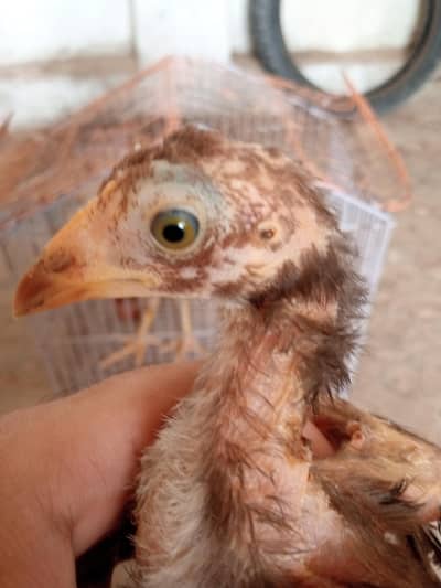 Pure Aseel Mianwali chicks