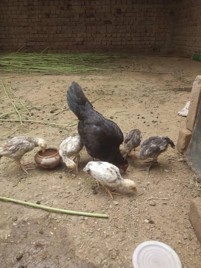 aseel murgi mianwai Sath chicks