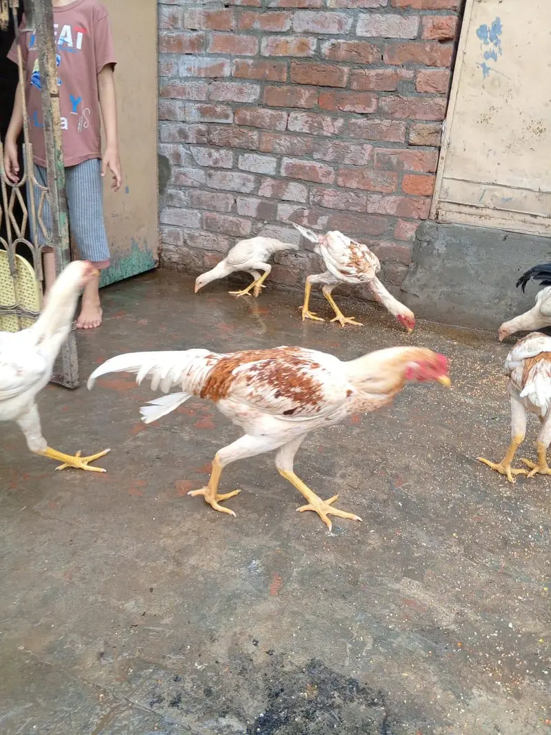 اصیل مرغا فور سیل — photo 2