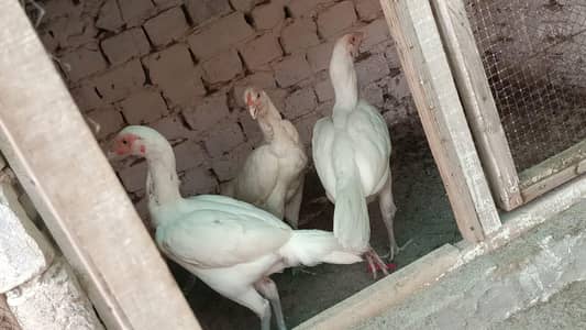 White Hira Aseel madiya both achi nasal ki ha 3 madiya ha