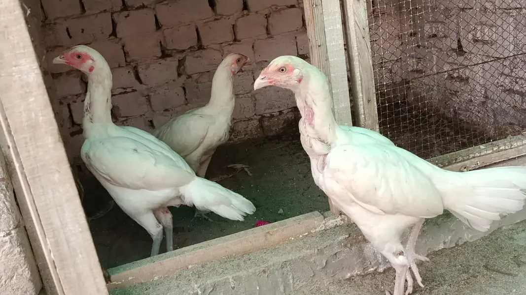 White Hira Aseel madiya both achi nasal ki ha 3 madiya ha — photo 2