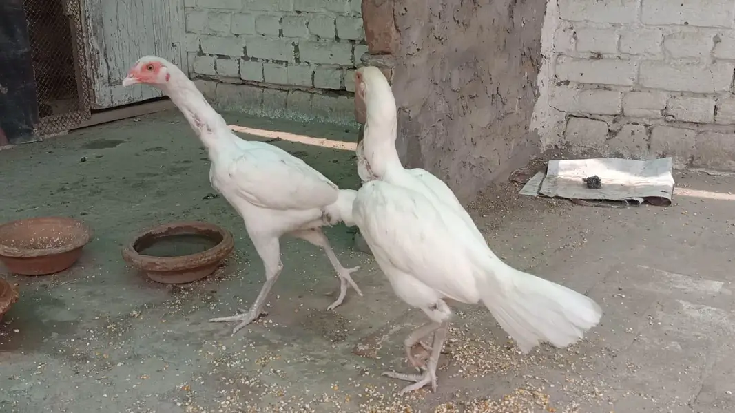 White Hira Aseel madiya both achi nasal ki ha 3 madiya ha — photo 3