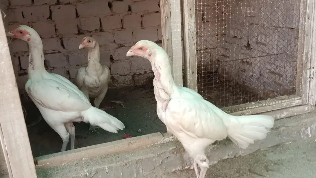 White Hira Aseel madiya both achi nasal ki ha 3 madiya ha — photo 4