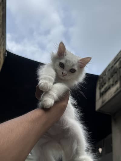 Persian Kittens Male Triple Coated