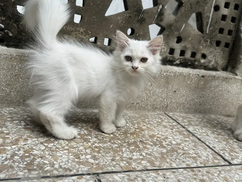 Persian Kittens Male Triple Coated — photo 2
