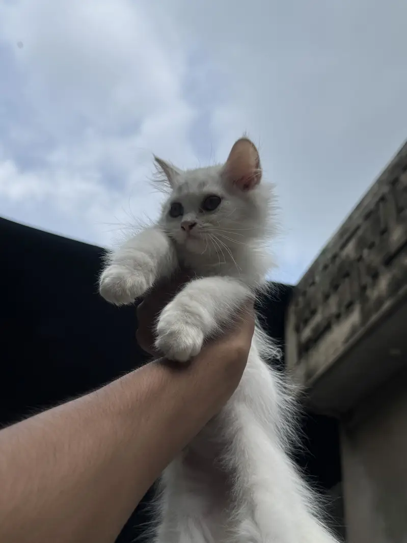 Persian Kittens Male Triple Coated — photo 3