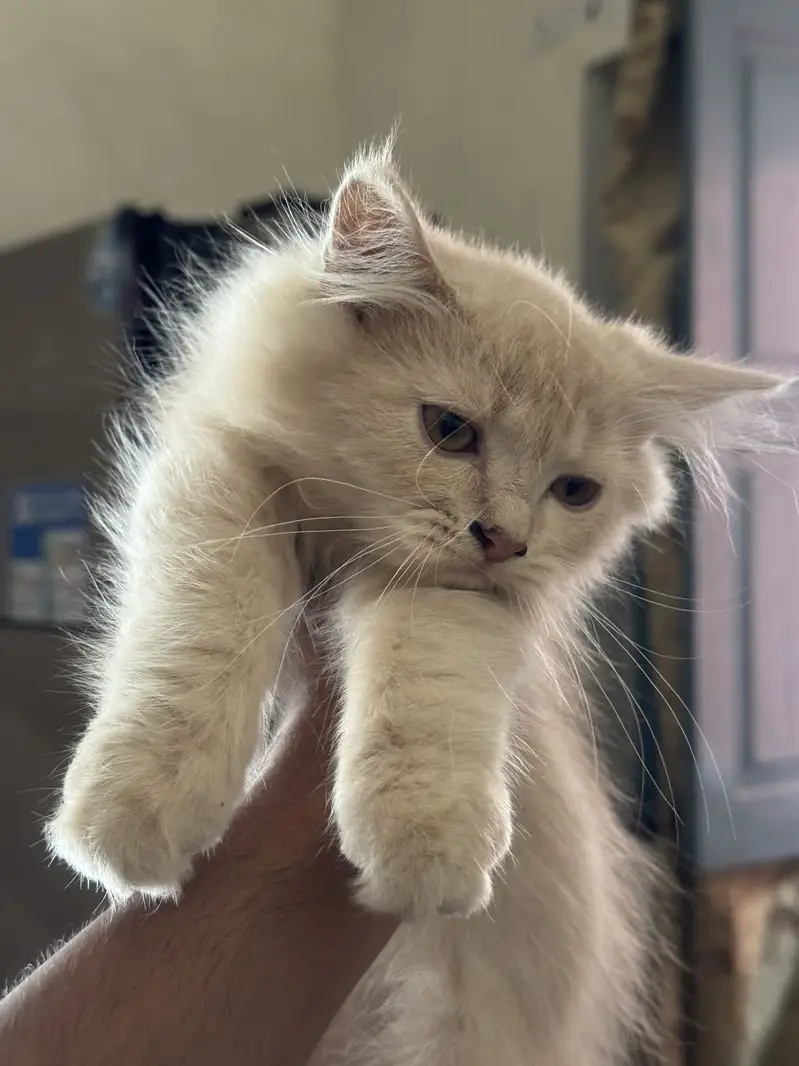 Persian Kittens Male Triple Coated — photo 4