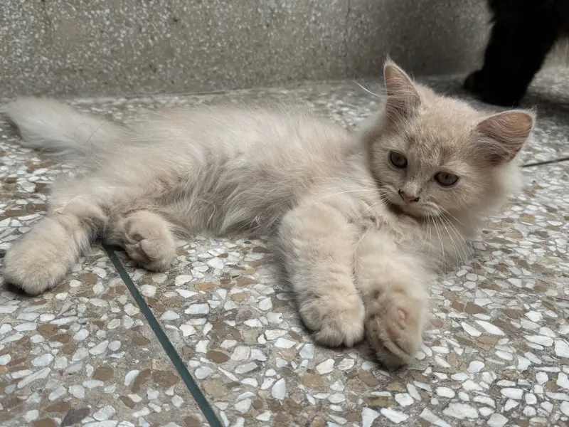 Persian Kittens Male Triple Coated — photo 5
