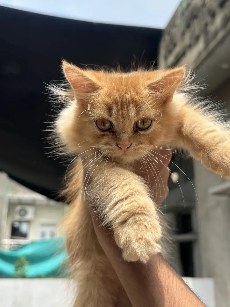 Persian Kittens Male Triple Coated — photo 6