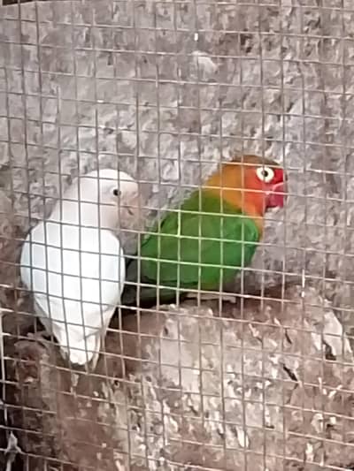 lovebirds ha bhot Sara ha ek pair 1500 ka ha contact number03054002974