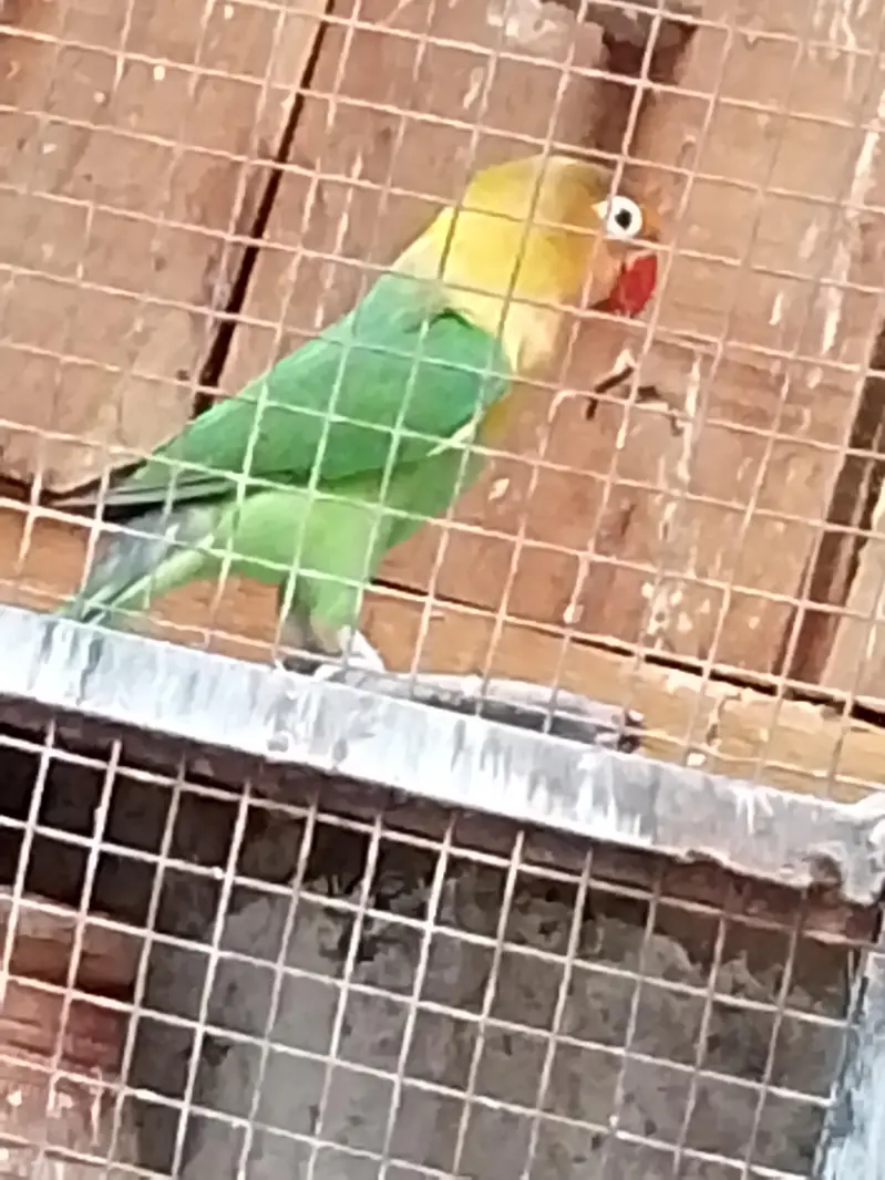 lovebirds ha bhot Sara ha ek pair 1500 ka ha contact number03054002974 — photo 2