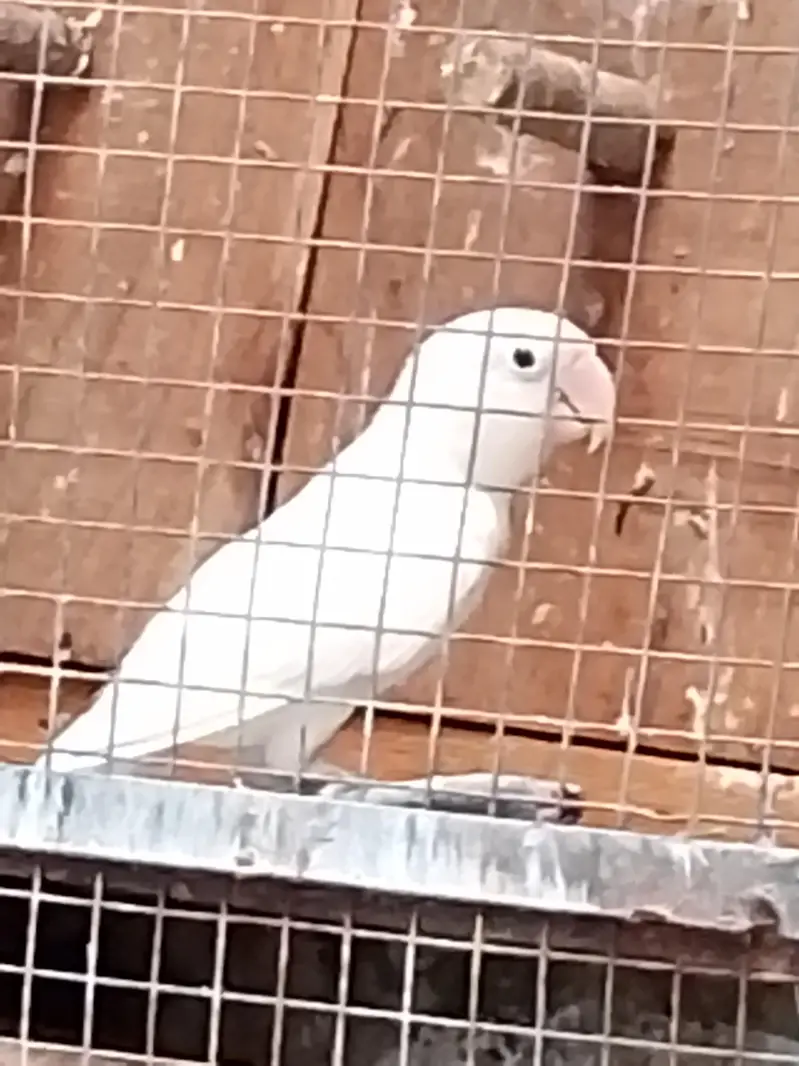 lovebirds ha bhot Sara ha ek pair 1500 ka ha contact number03054002974 — photo 3