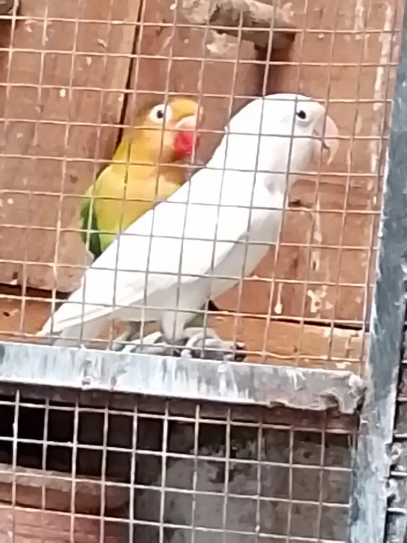 lovebirds ha bhot Sara ha ek pair 1500 ka ha contact number03054002974 — photo 4