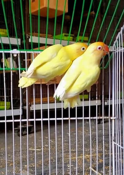 Mix color lovebird creamino, decino split PF