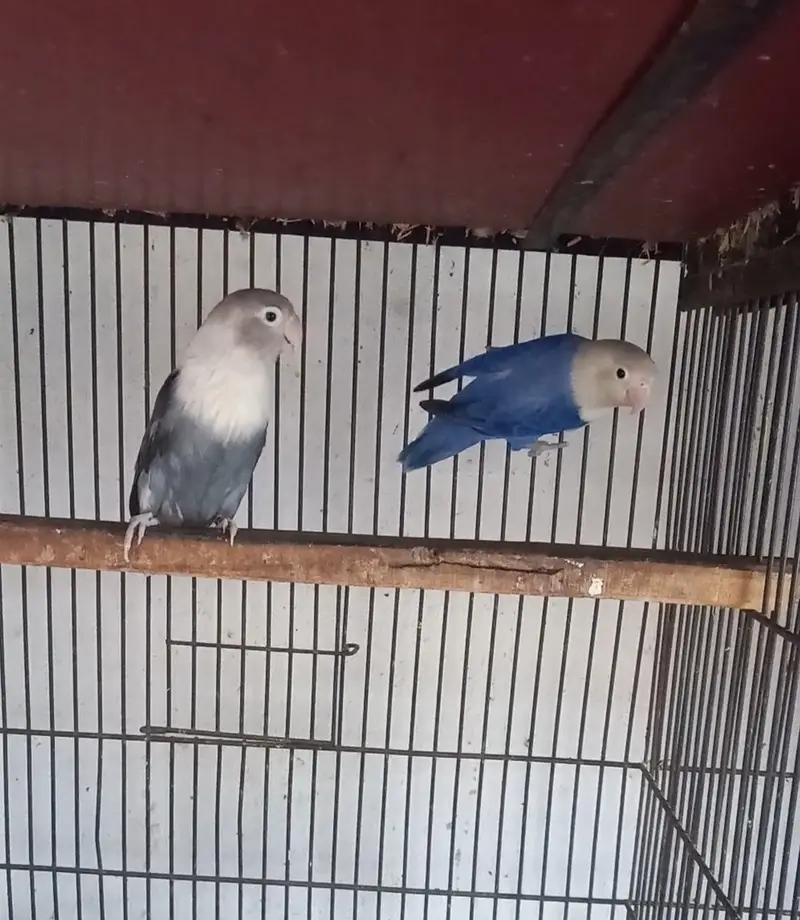 Mix color lovebird creamino, decino split PF — photo 2