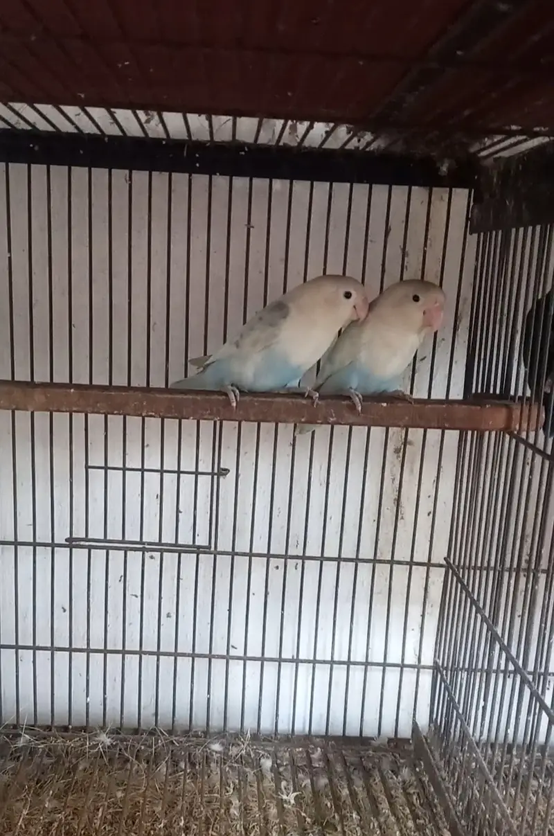 Mix color lovebird creamino, decino split PF — photo 3