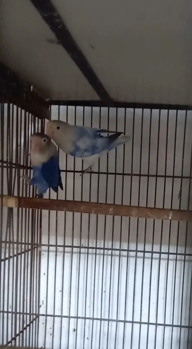 Mix color lovebird creamino, decino split PF — photo 4