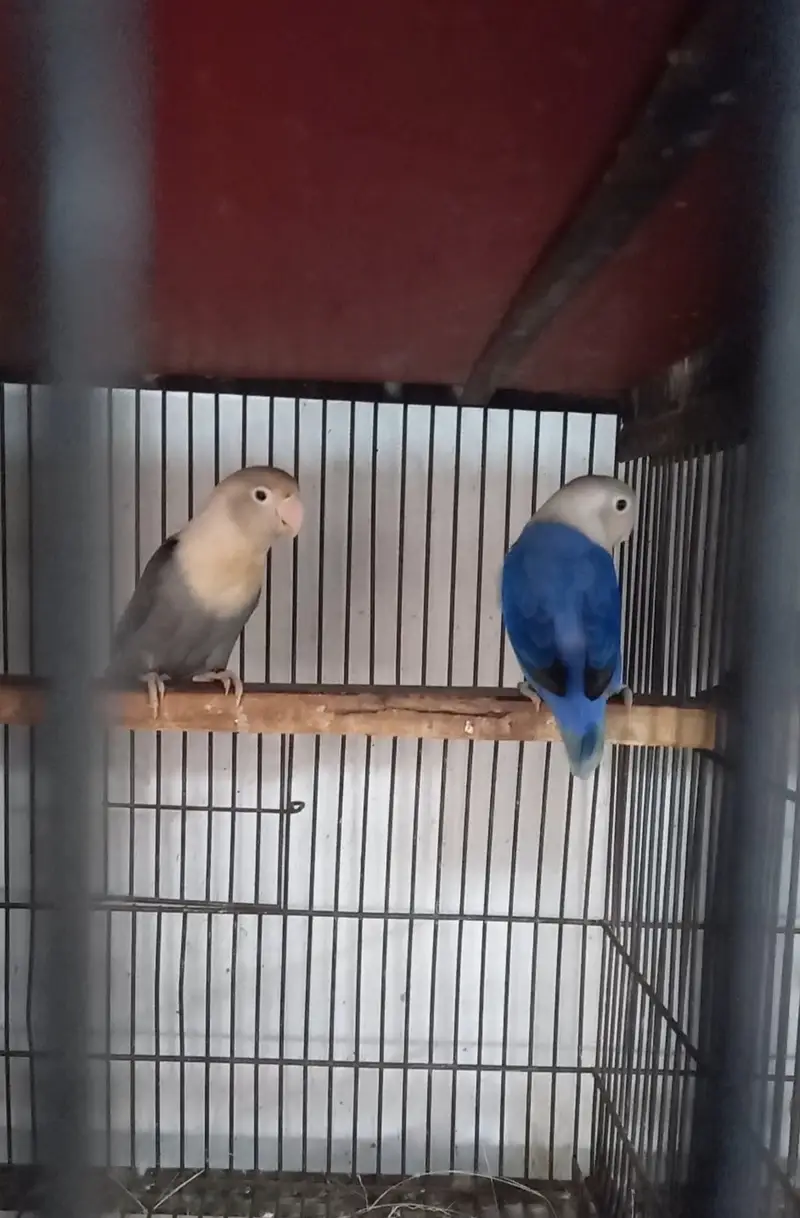 Mix color lovebird creamino, decino split PF — photo 5