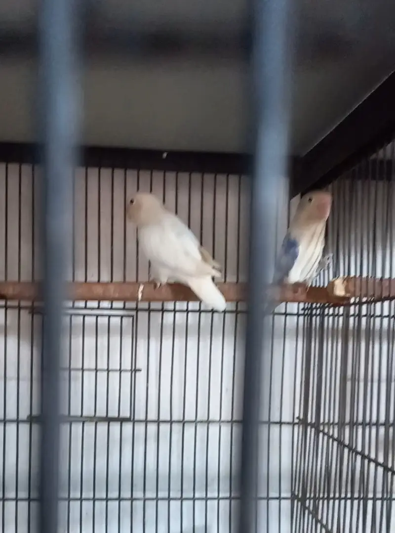 Mix color lovebird creamino, decino split PF — photo 6