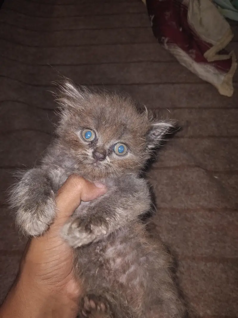 persion punch face kittens for sale contact for any one of these — photo 6