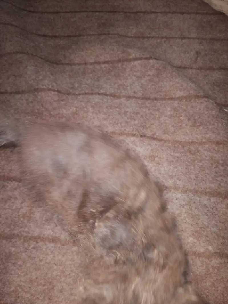 persion punch face kittens for sale contact for any one of these — photo 7