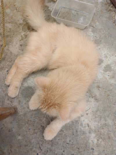 cat for sale