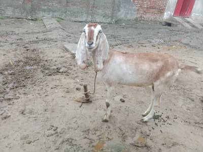 ہرن جیسی خوبصورت بکری