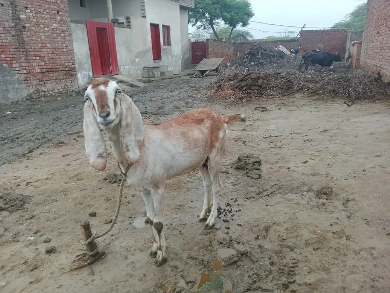 ہرن جیسی خوبصورت بکری — photo 2