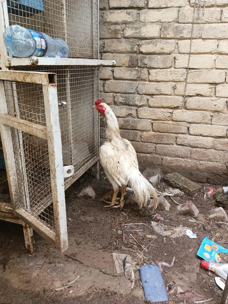 Aseel Heera Murgha — photo 3