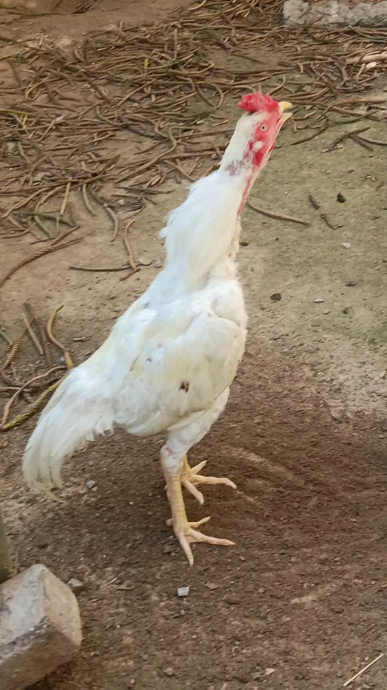 Aseel Heera Murgha — photo 4