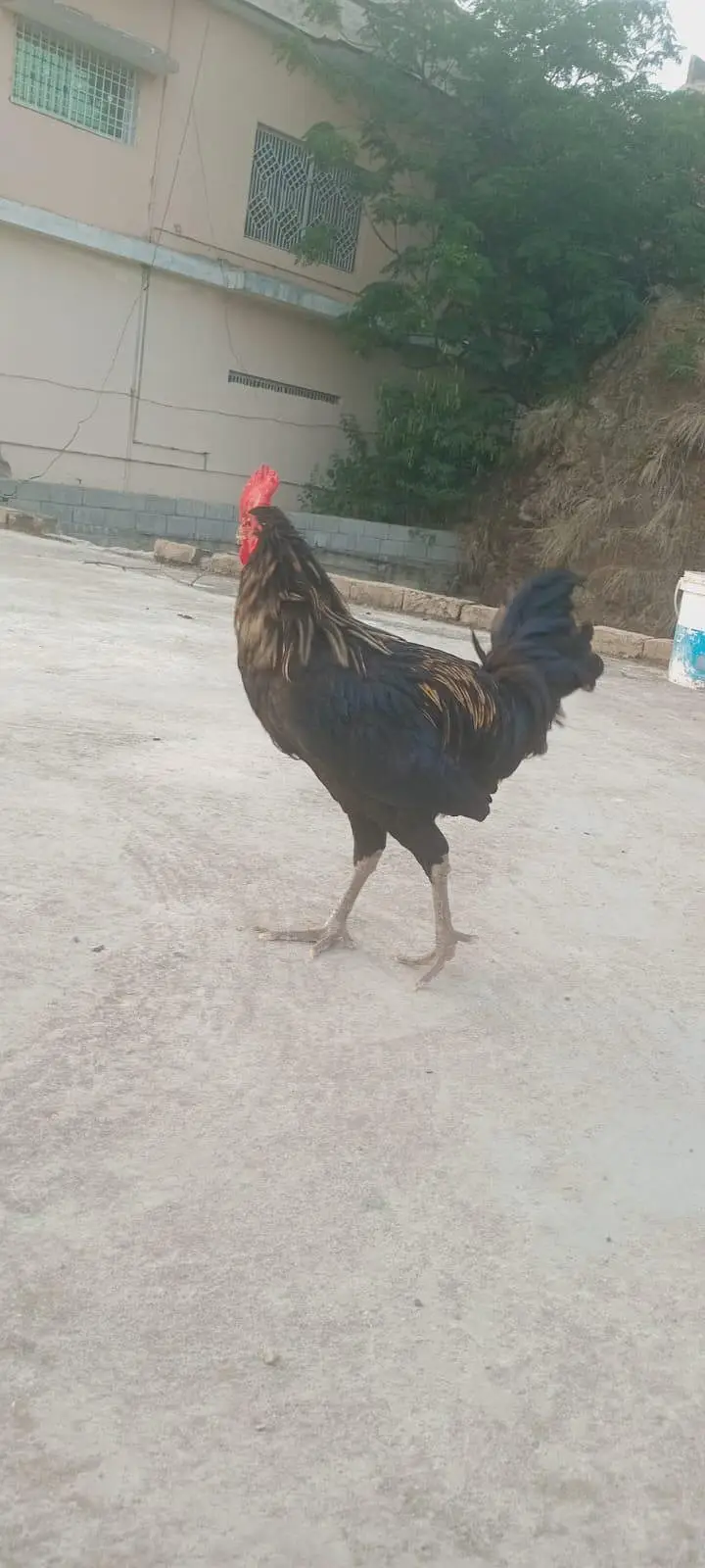 dasi nir — photo 3