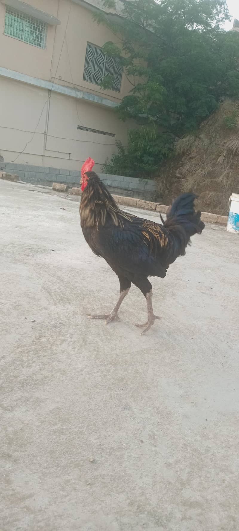 dasi nir 5