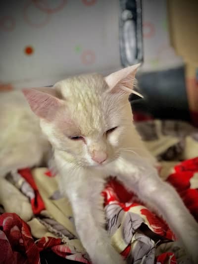 A white cat with blue eyes