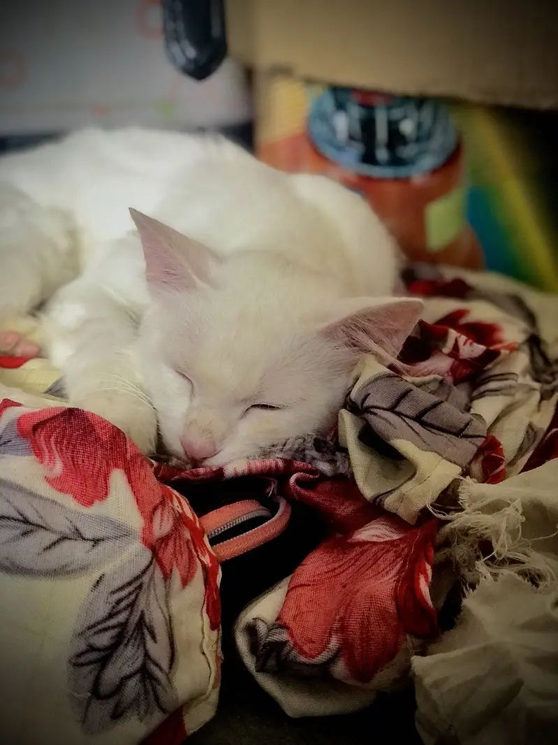A white cat with blue eyes — photo 2