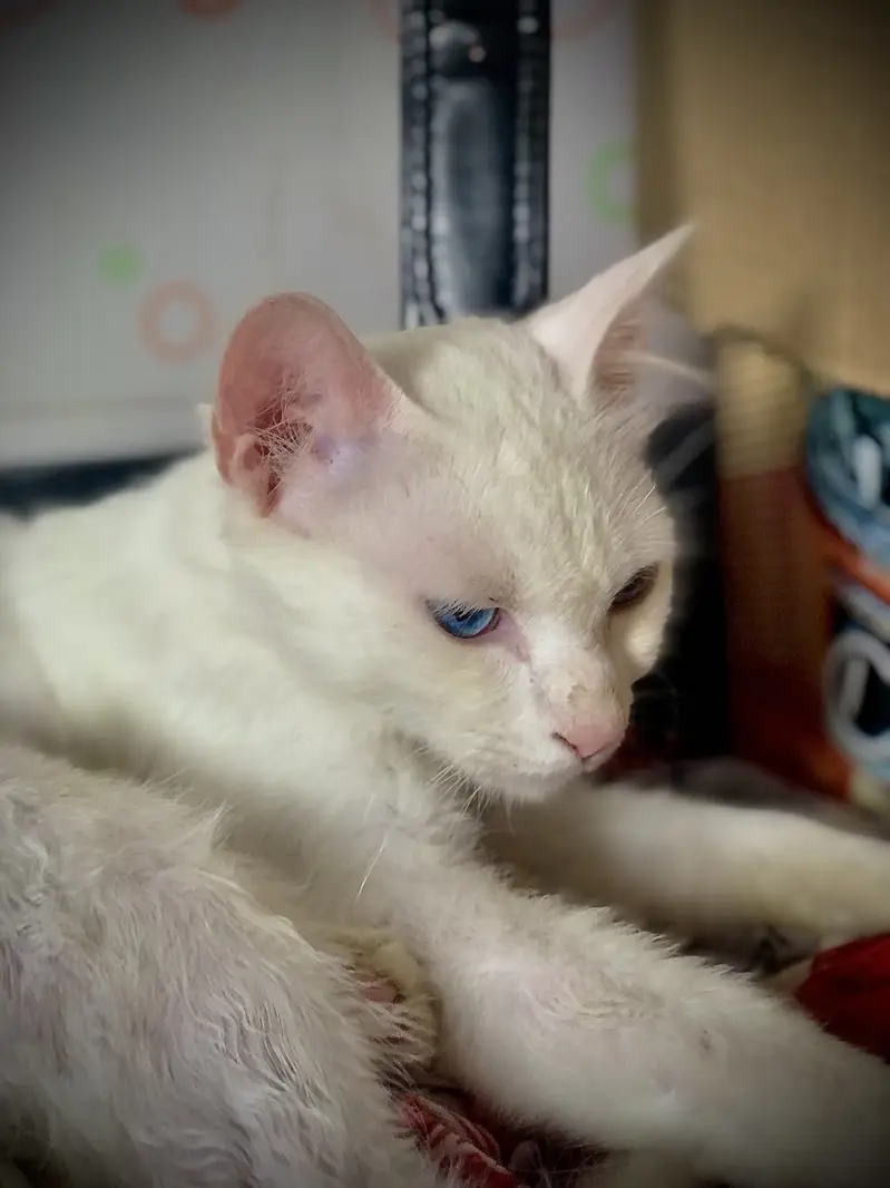A white cat with blue eyes — photo 3