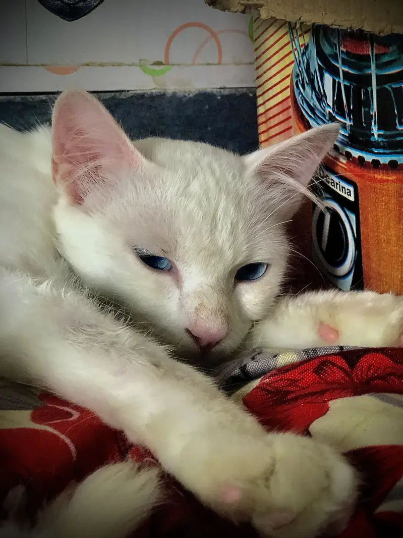 A white cat with blue eyes — photo 4
