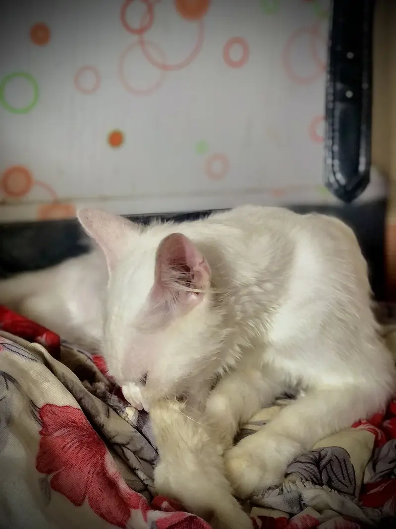 A white cat with blue eyes — photo 5