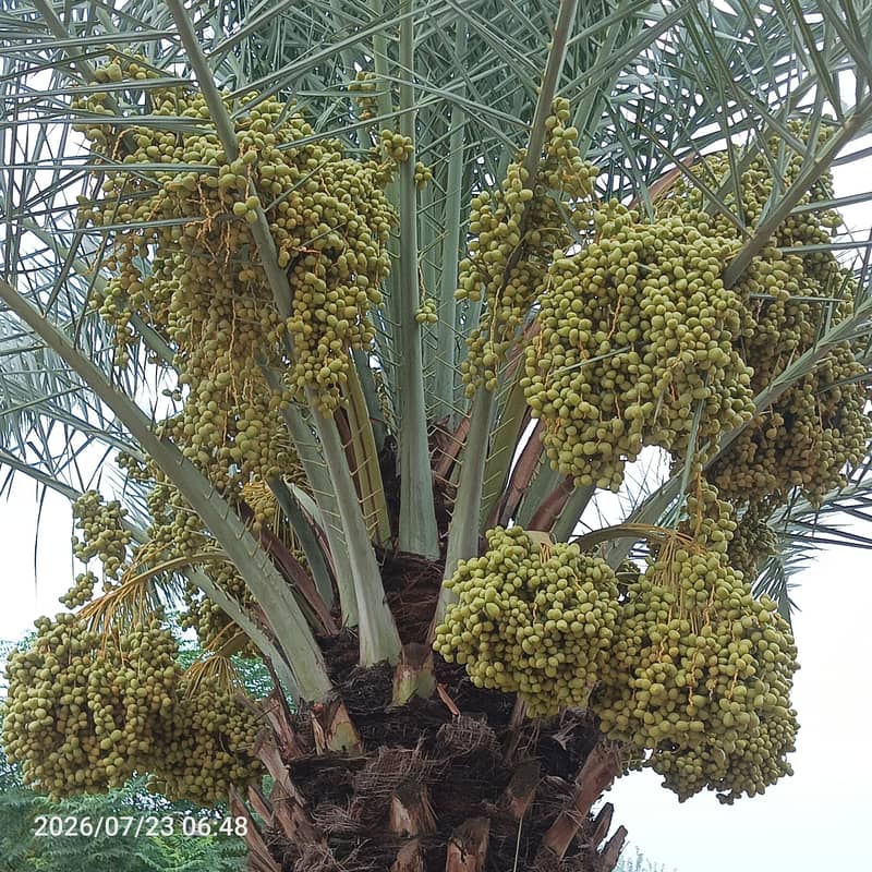 Date tree 0