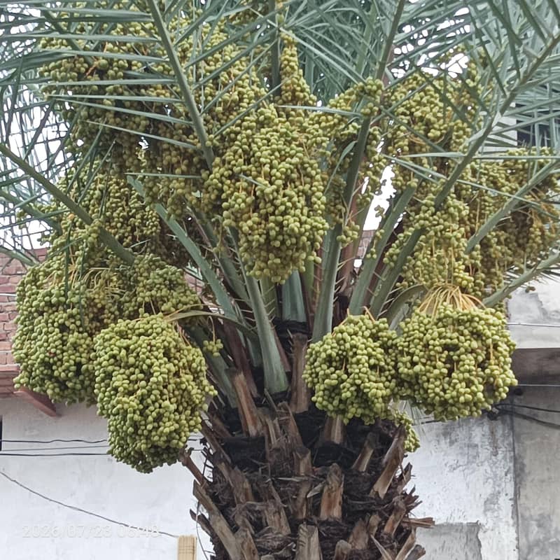 Date tree 1