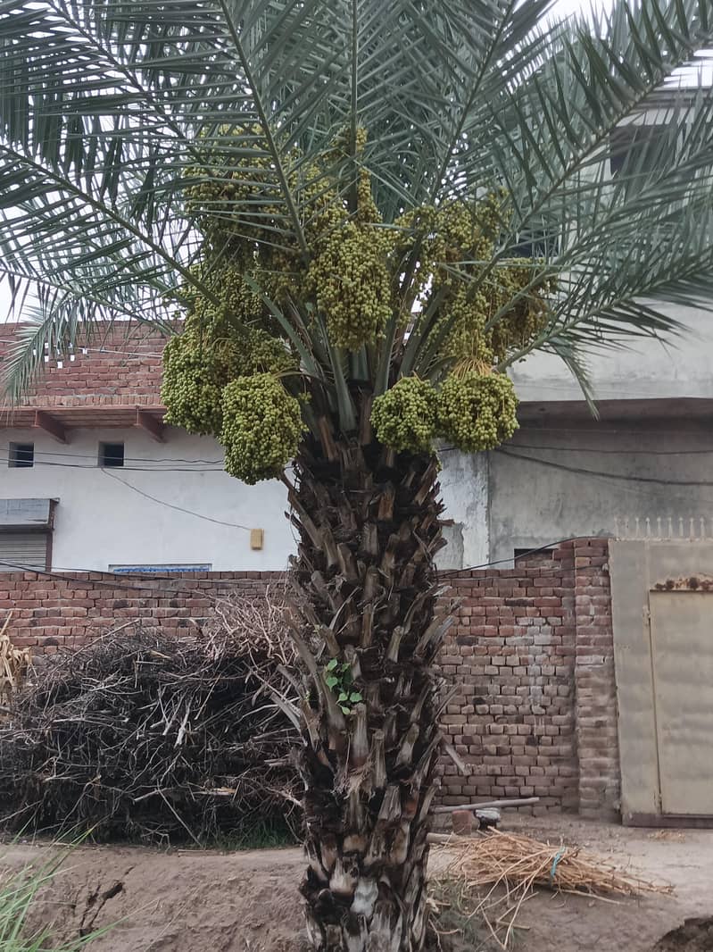 Date tree 2