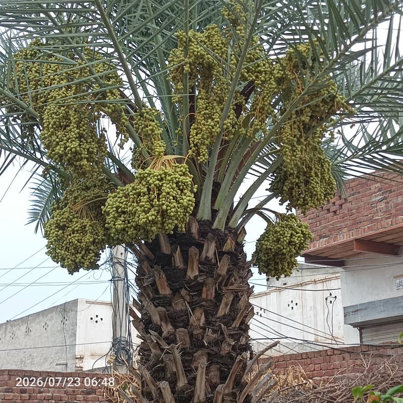 Date tree 3