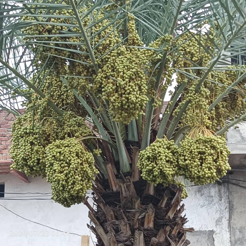 Date tree 4