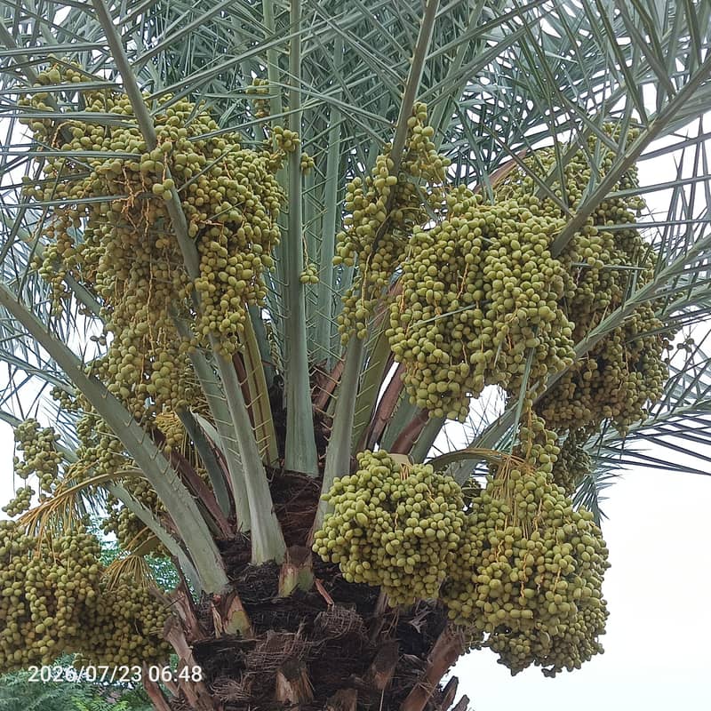 Date tree 5
