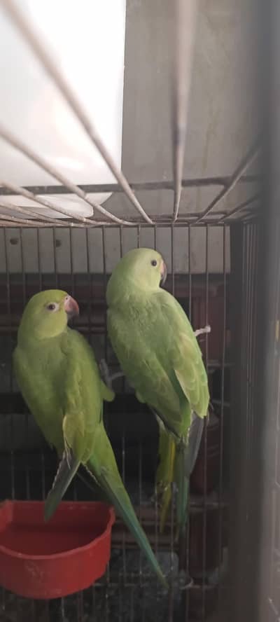 green parrots blue tail