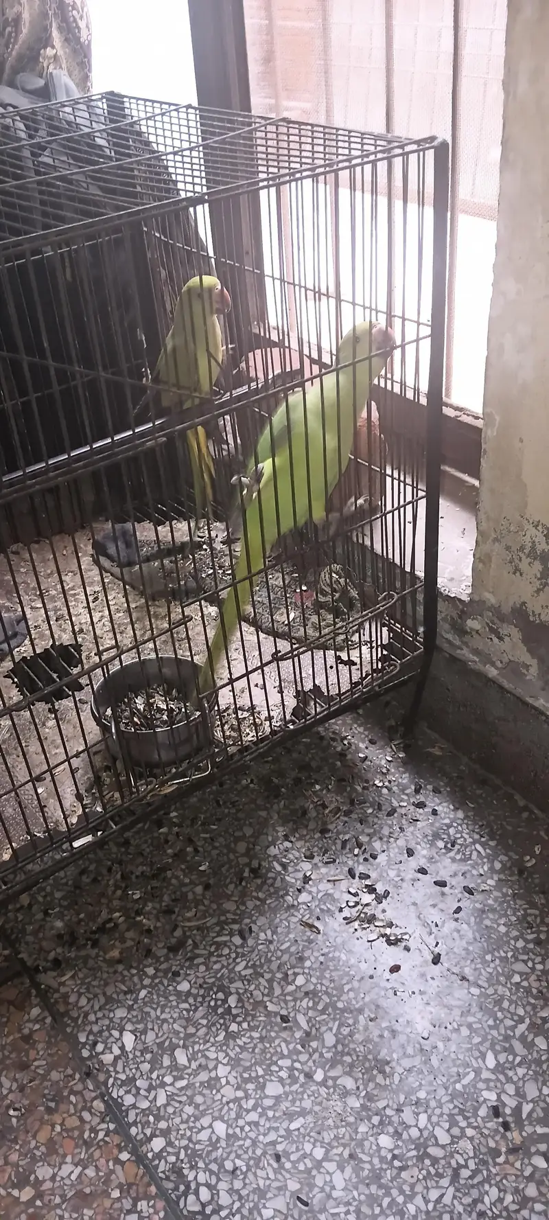 green parrots blue tail — photo 3