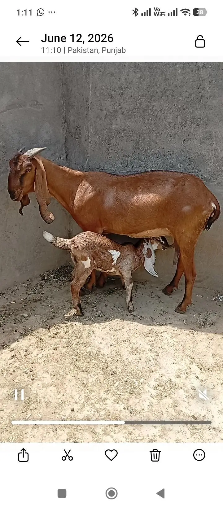 بکریاں برائے فروخت — photo 2