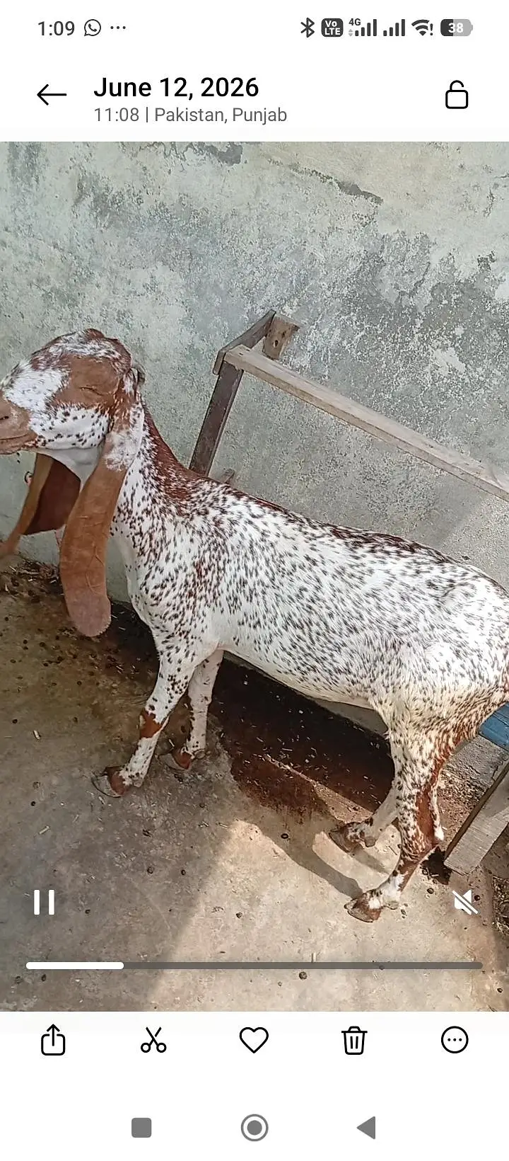 بکریاں برائے فروخت — photo 3
