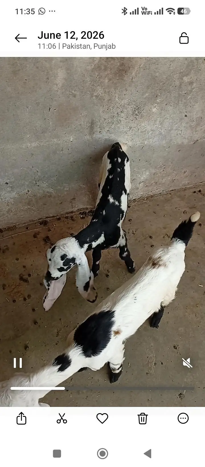 بکریاں برائے فروخت — photo 5