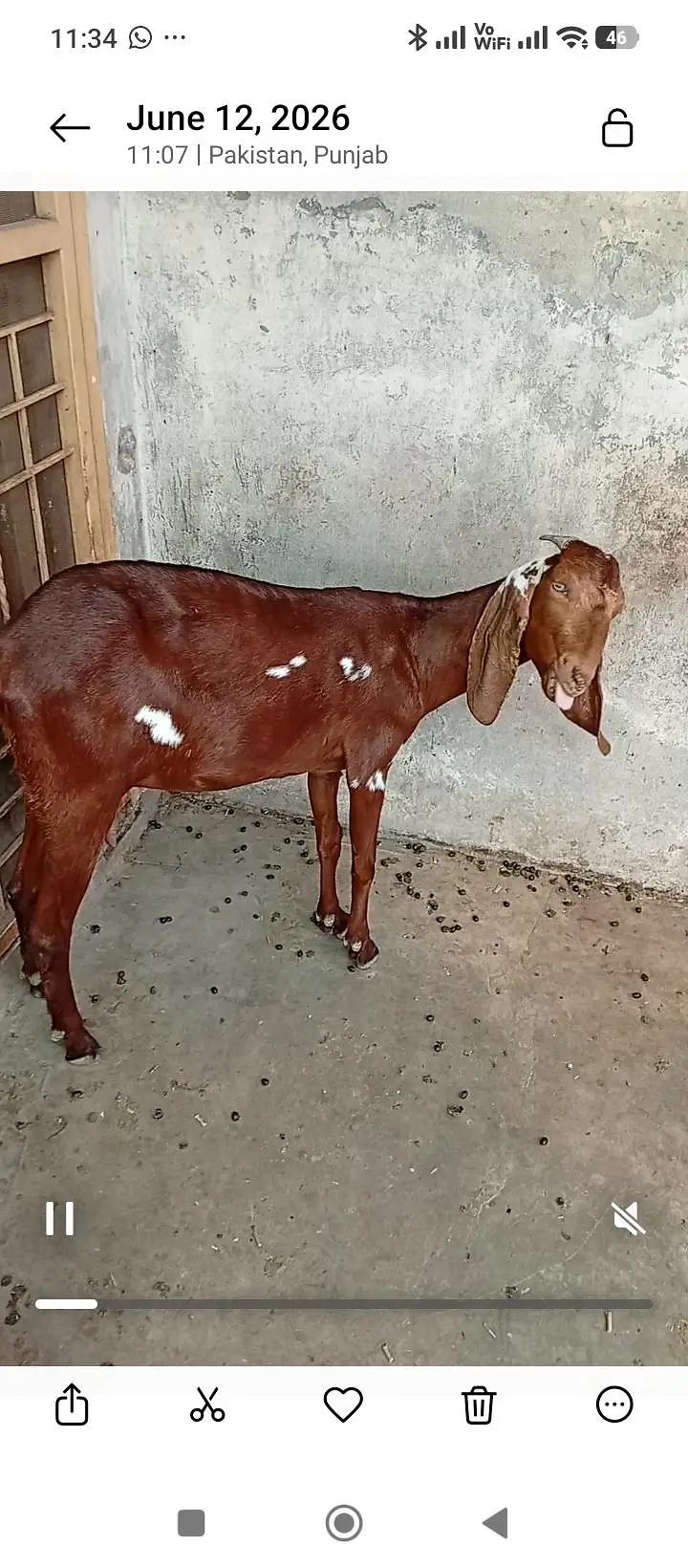 بکریاں برائے فروخت — photo 6